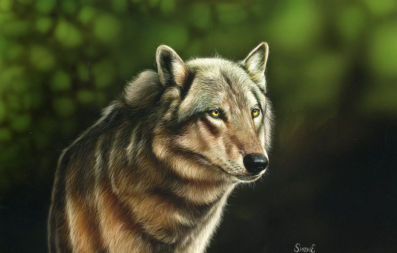 Фото обои волк, размытый фон, by shonechacko
