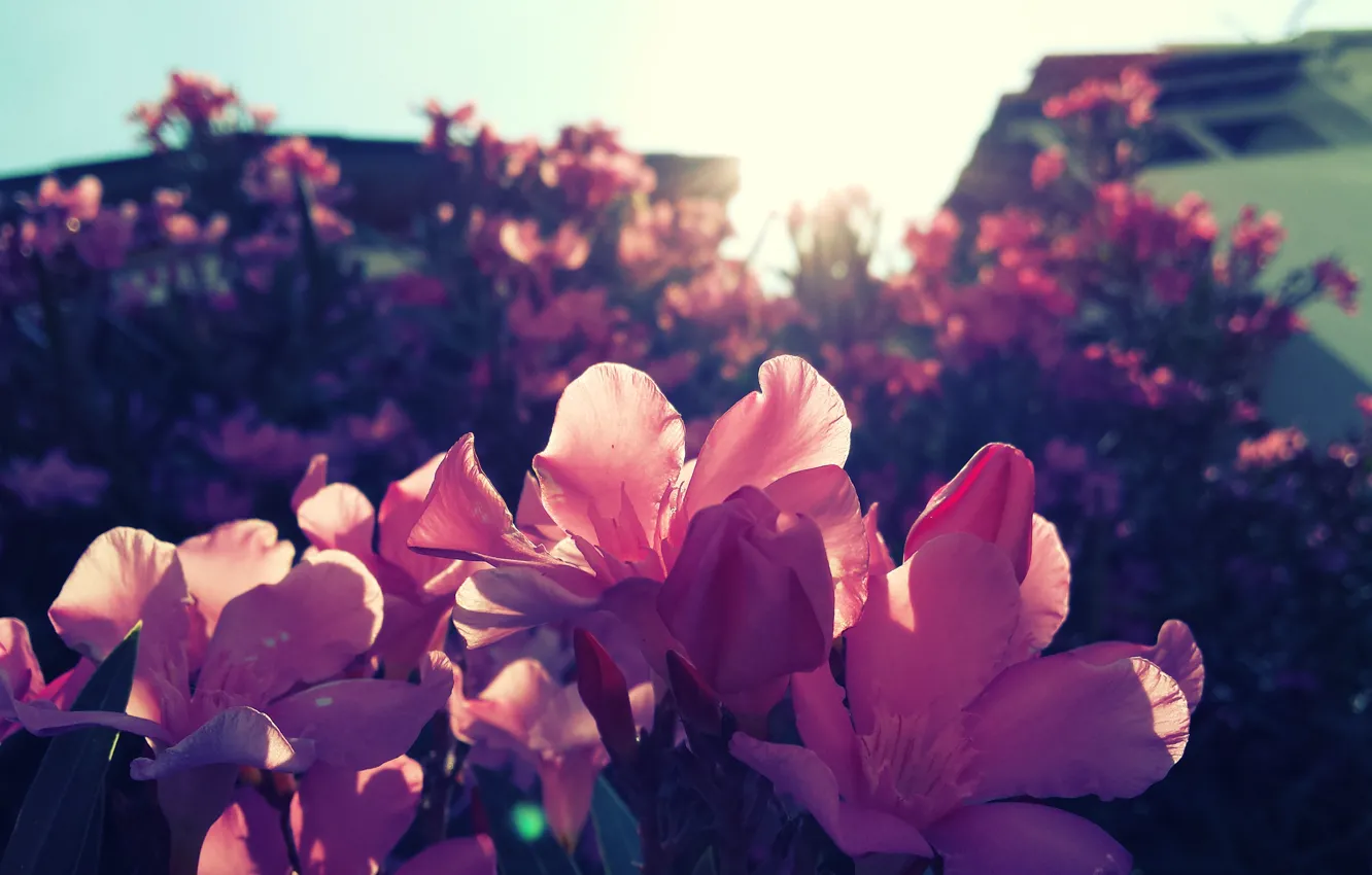 Фото обои лето, солнце, цветы