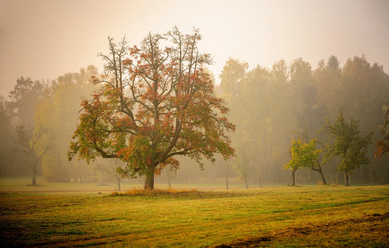 Фото обои осень, деревья, туман, утро, Германия