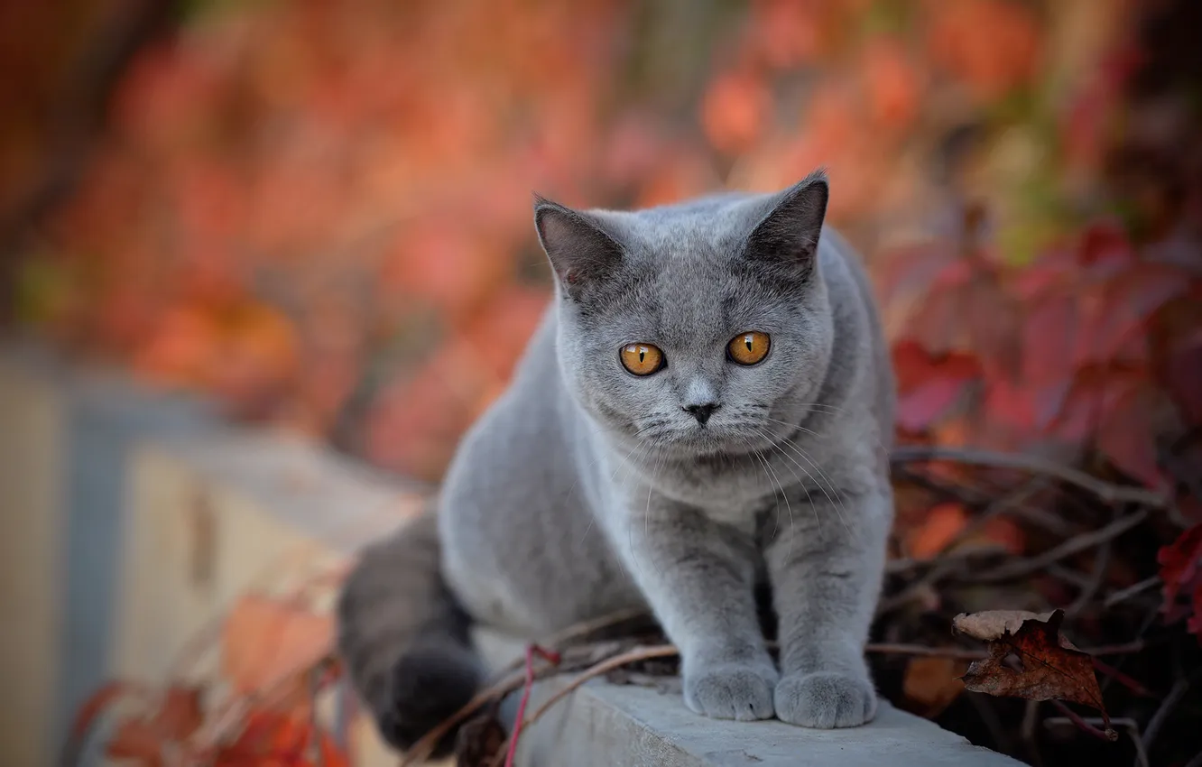 Фото обои осень, кошка, кот, взгляд, листья, ветки, природа, поза