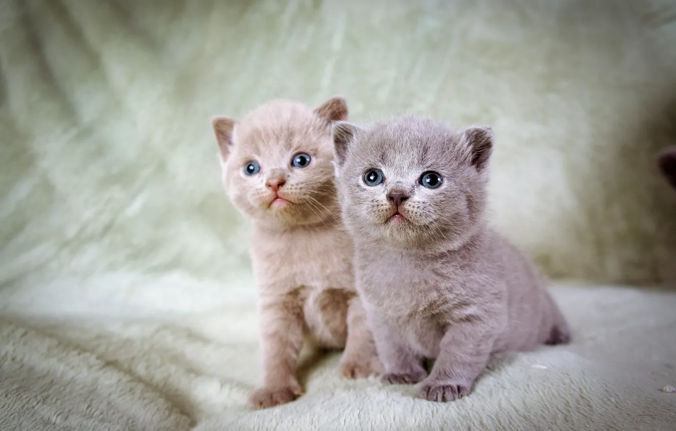 Фото обои котята, серые, два, голубоглазые