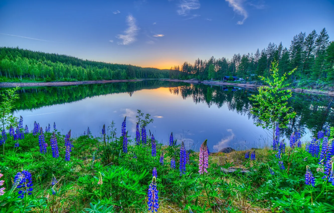 Фото обои закат, цветы, озеро, отражение, люпины