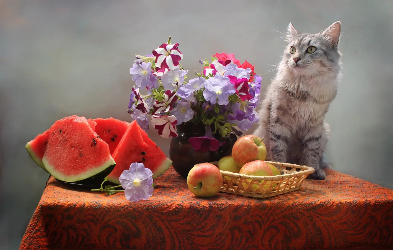 Фото обои кот, цветы, стол, животное, яблоки, арбуз, ваза, корзинка