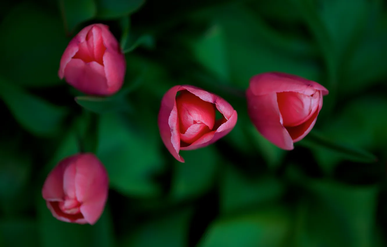 Фото обои цветы, тюльпаны, красные, бутоны, вид сверху, боке
