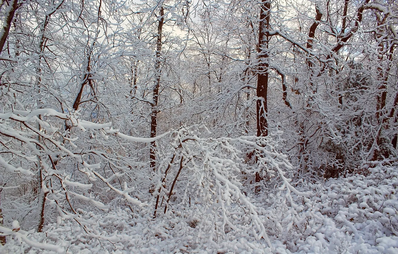 Фото обои зима, иней, лес, снег, деревья