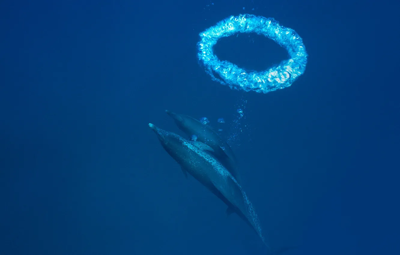 Фото обои дельфин, кольцо, воздух, млекопитающее, большелобый продельфин