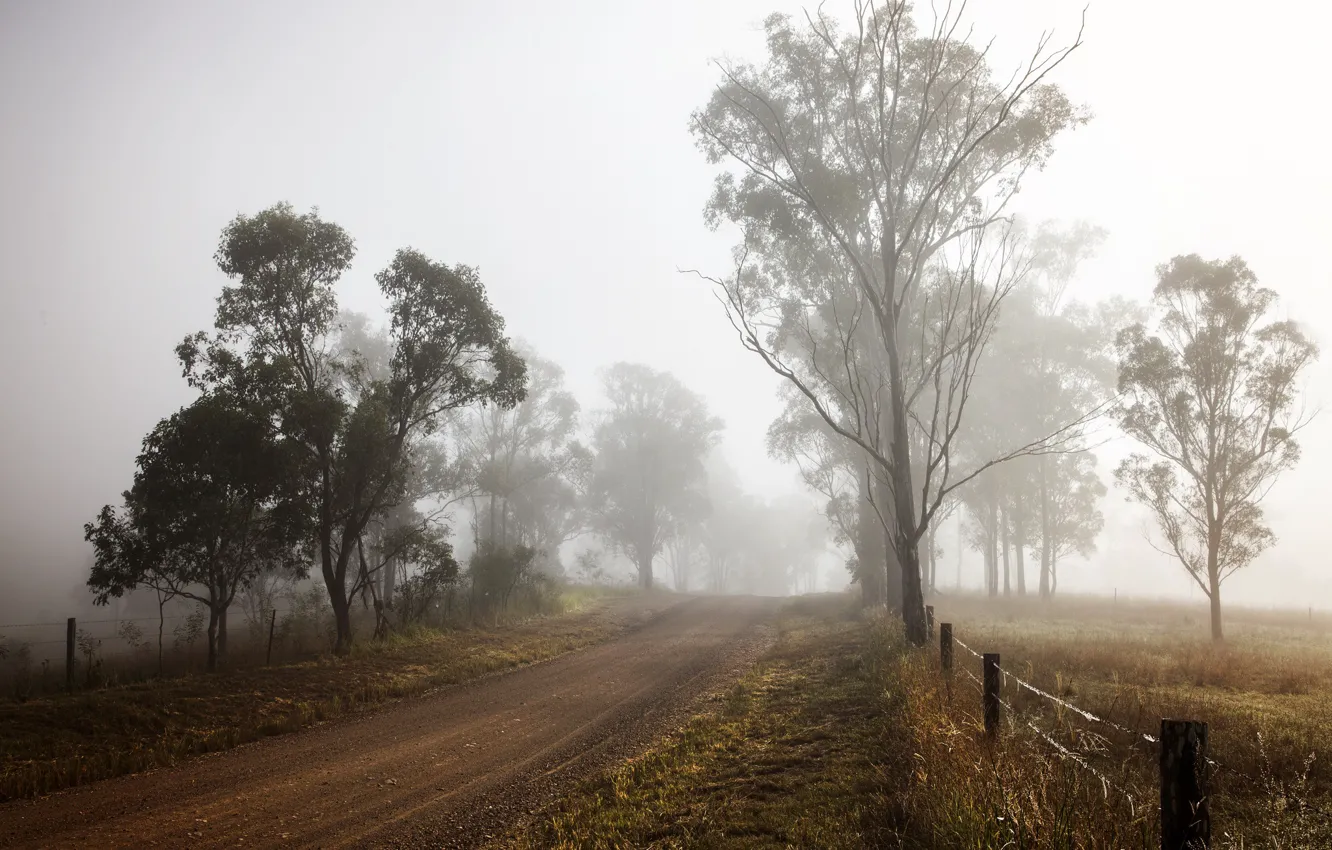 Фото обои road, trees, morning, fog, fence, dawn, wire, countryside