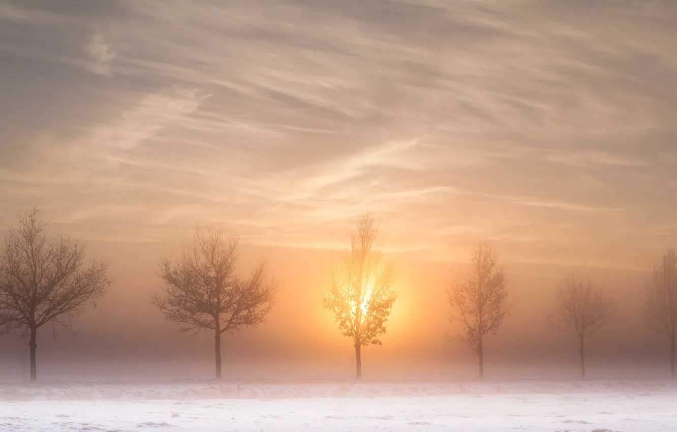 Фото обои зима, дорога, солнце, деревья, туман, утро