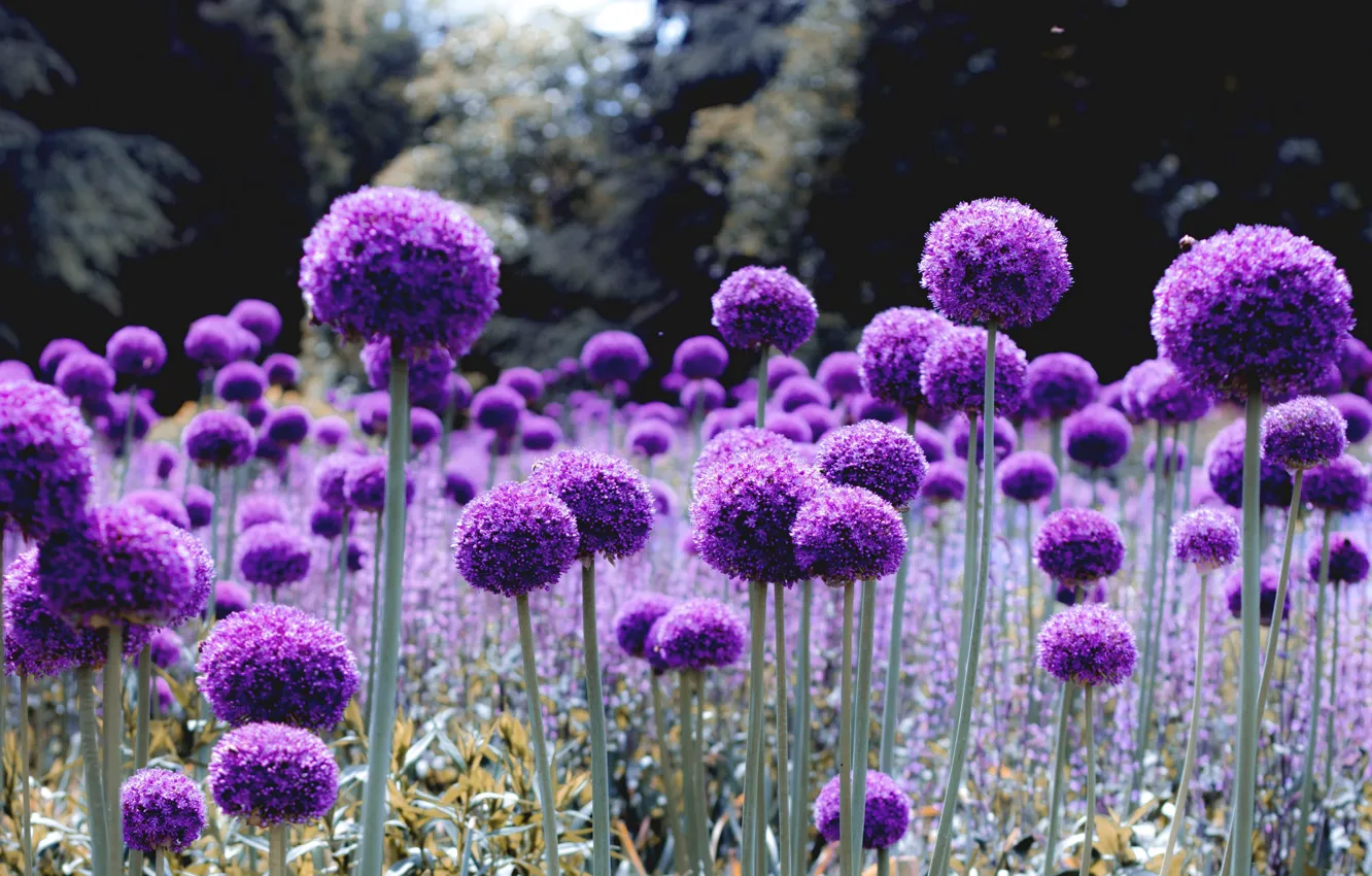 Фото обои wallpaper, nature, flowers, purple, bloom, glade, alliums