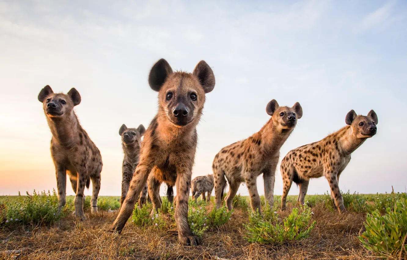 Фото обои небо, природа, Hyenas