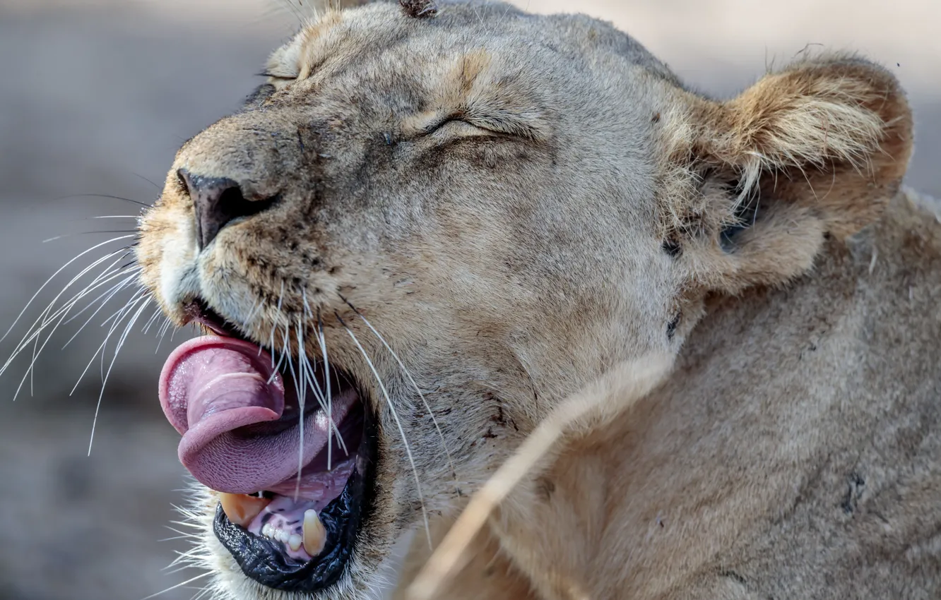 Фото обои язык, морда, львица, зевает