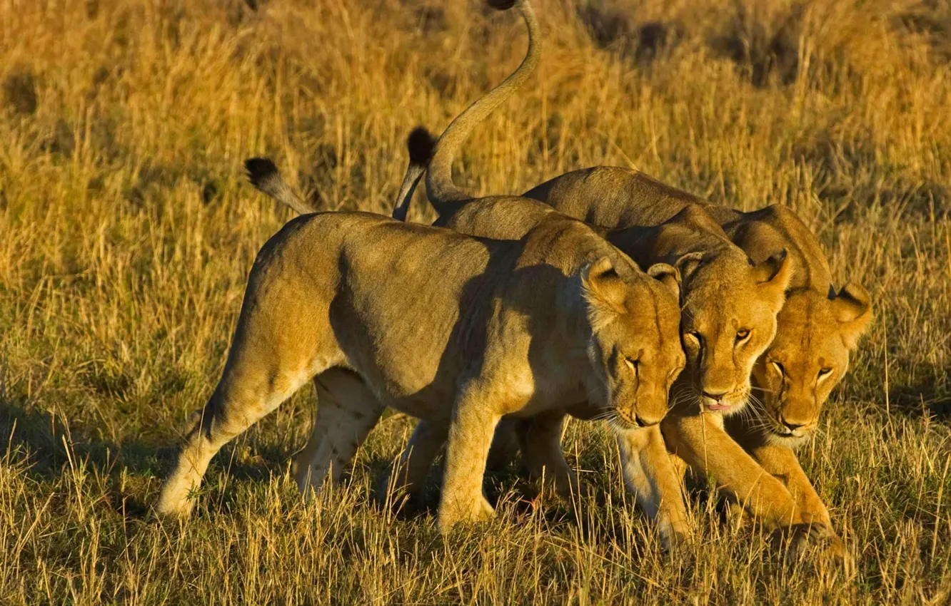Фото обои лев, Африка, Кения, львицы, Masai Mara National Reserve