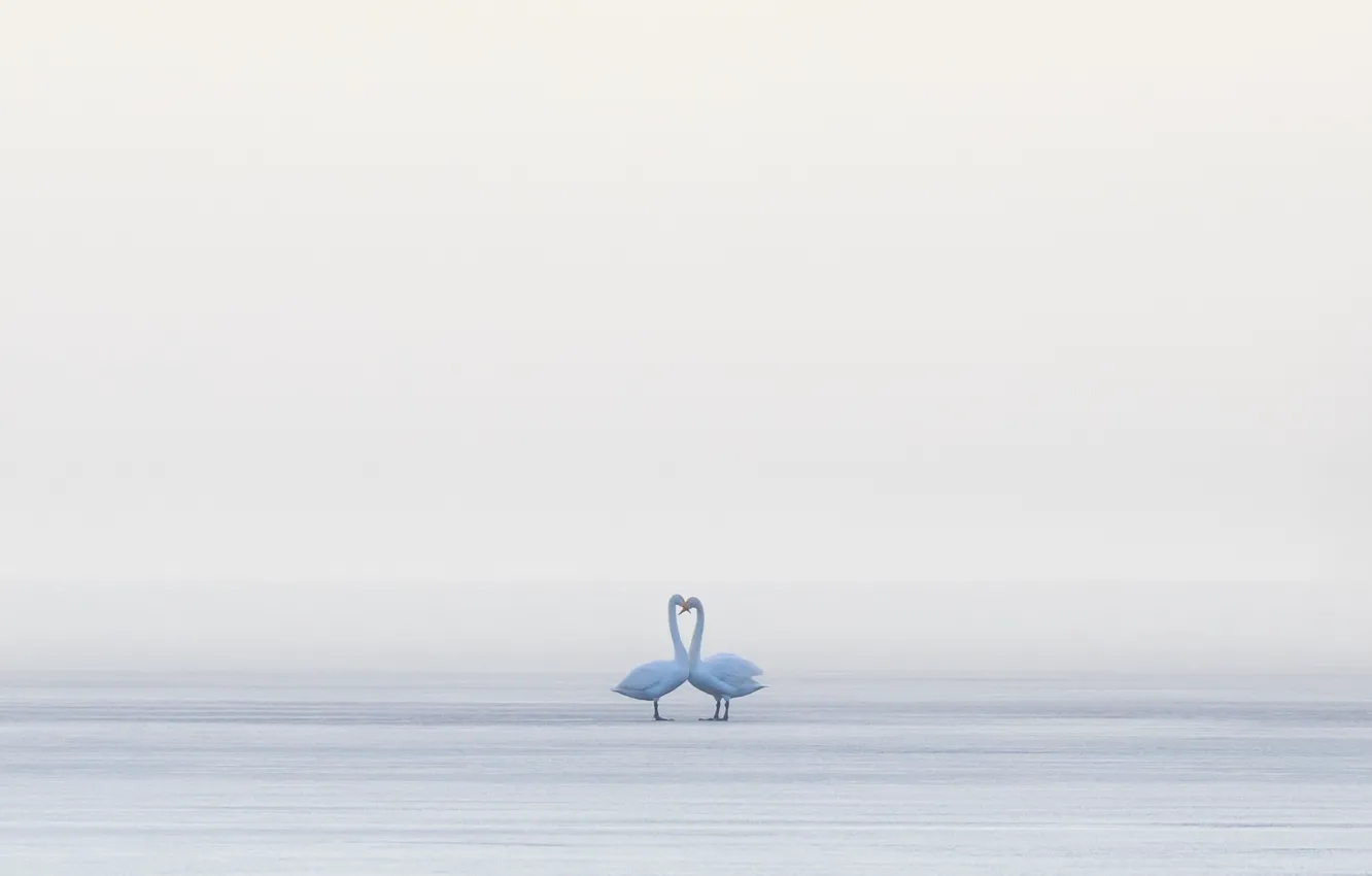 Фото обои птицы, туман, лебеди