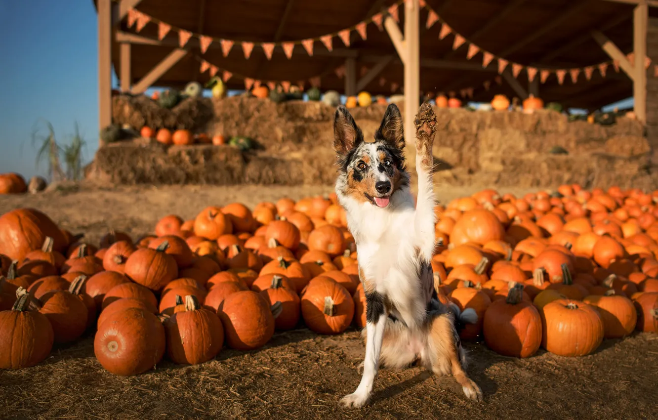 Фото обои осень, взгляд, свет, поза, лапа, собака, урожай, тыквы