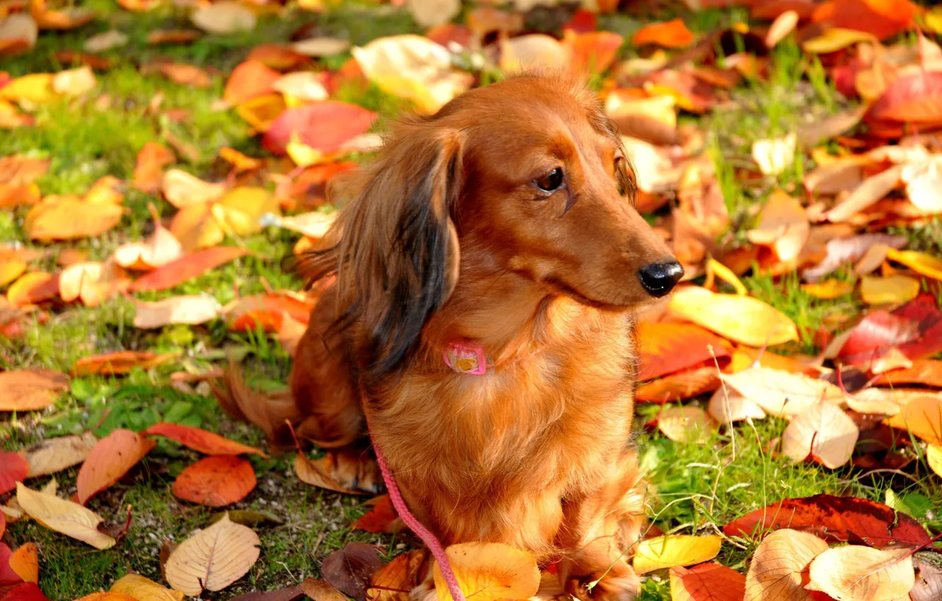 Фото обои осень, листья, собака, прогулка