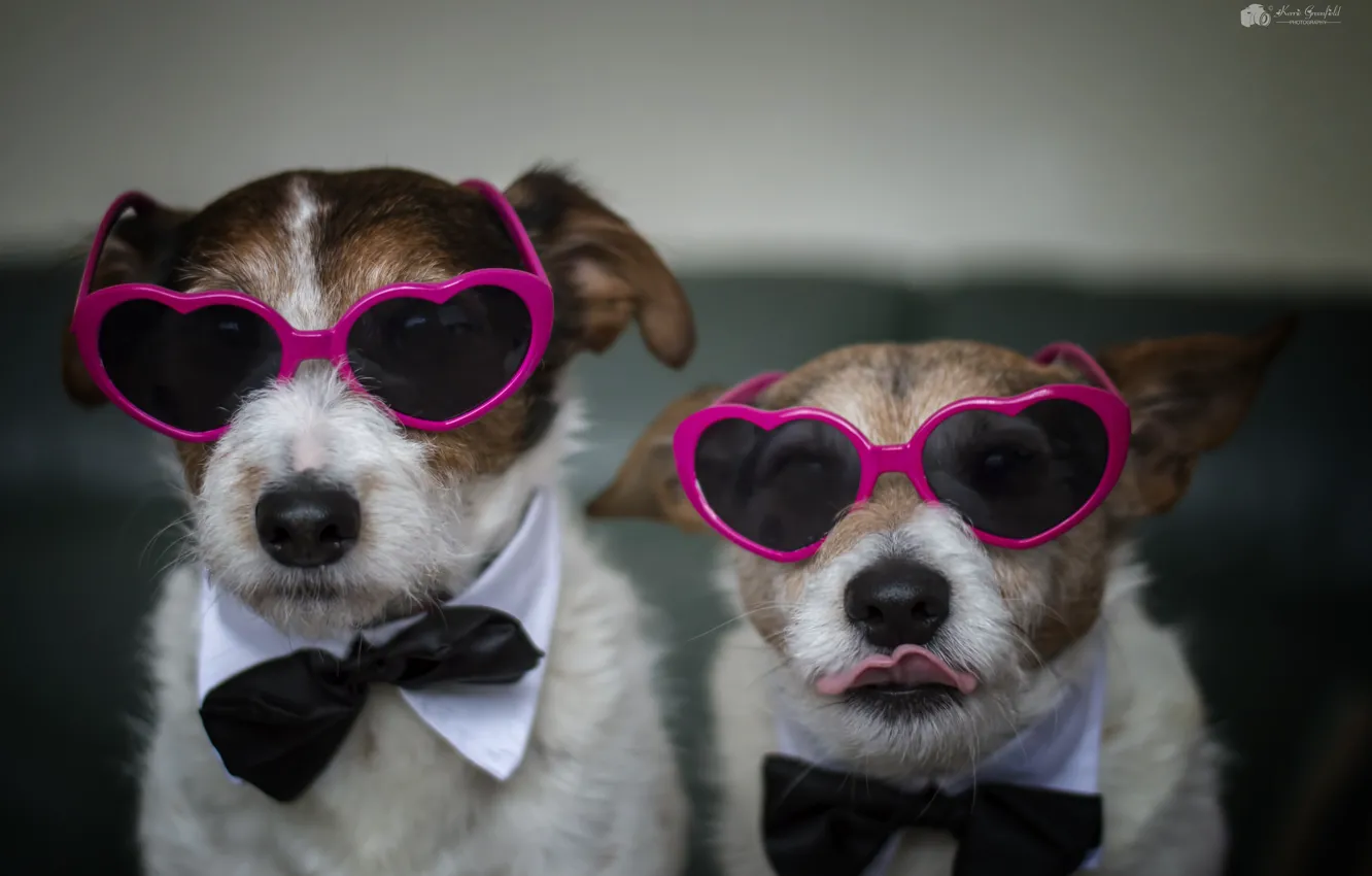 Фото обои собаки, дом, очки