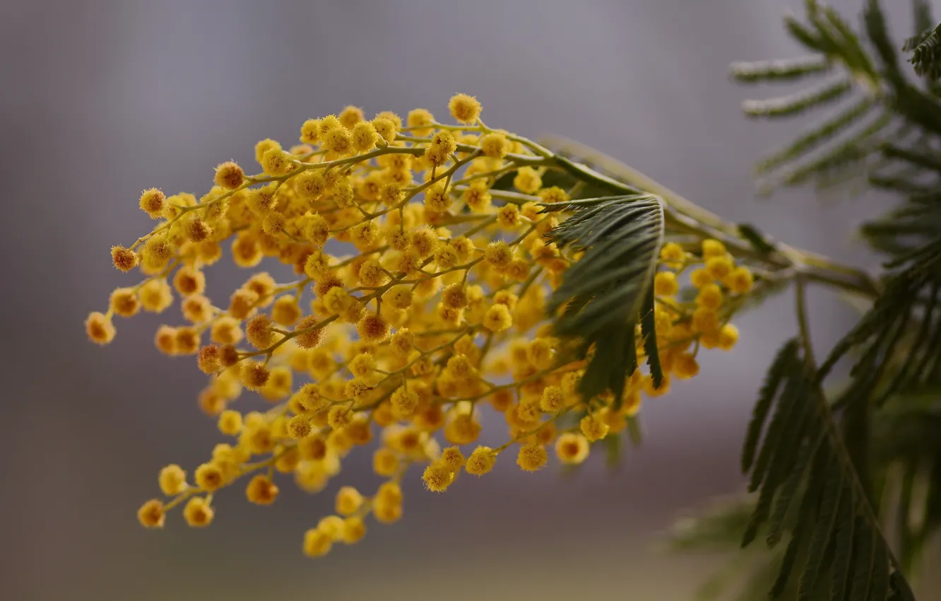 Фото обои веточка, весна, боке, мимоза, макро flowers природа