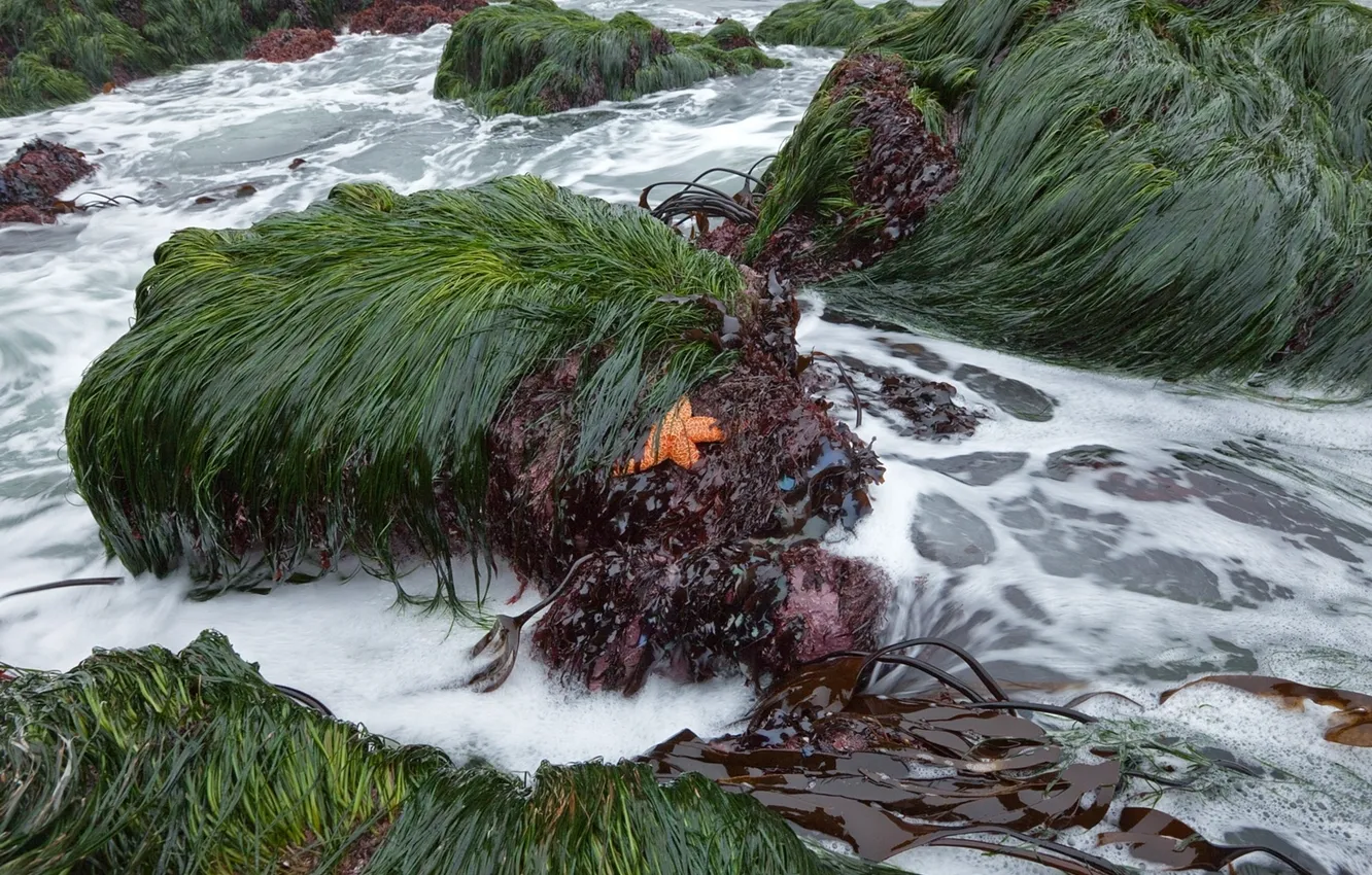 Фото обои море, трава, пена, водоросли, камни, прибой, морская звезда