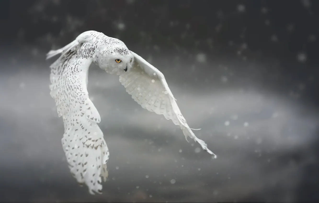 Фото обои снег, сова, птица, полёт