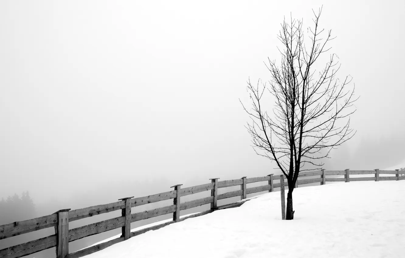 Фото обои зима, дерево, забор