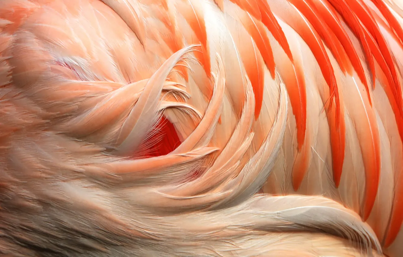 Фото обои макро, цвет, перья, фламинго, flamingo