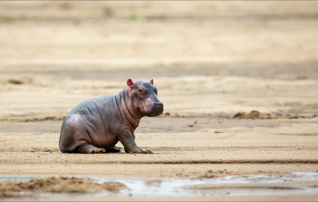 Фото обои бегемот, Африка, детёныш, hippo, Africa, гиппопотам, big hippo