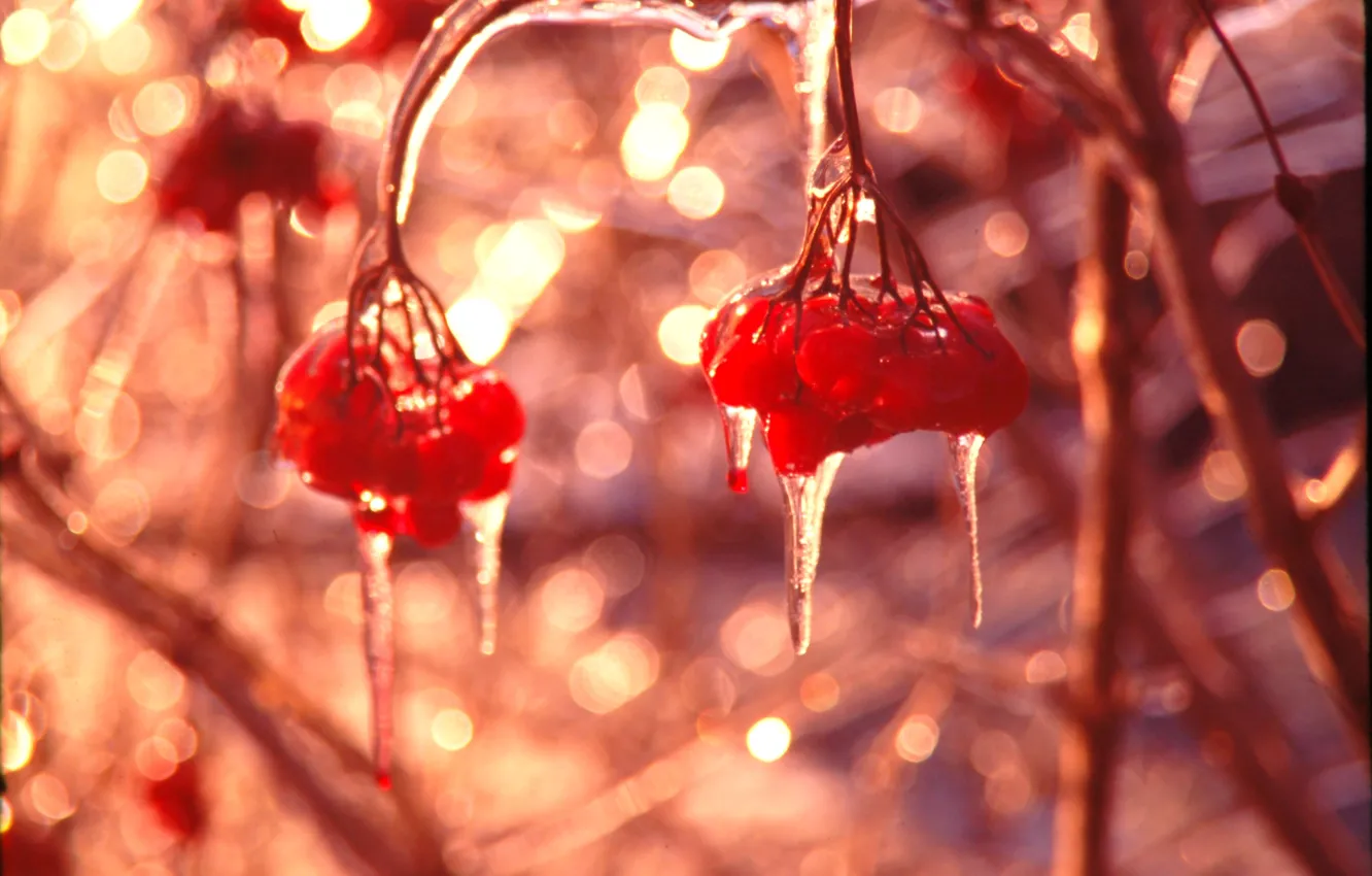 Фото обои лед, зима, макро, блики, ягоды, блеск, сосульки, алый