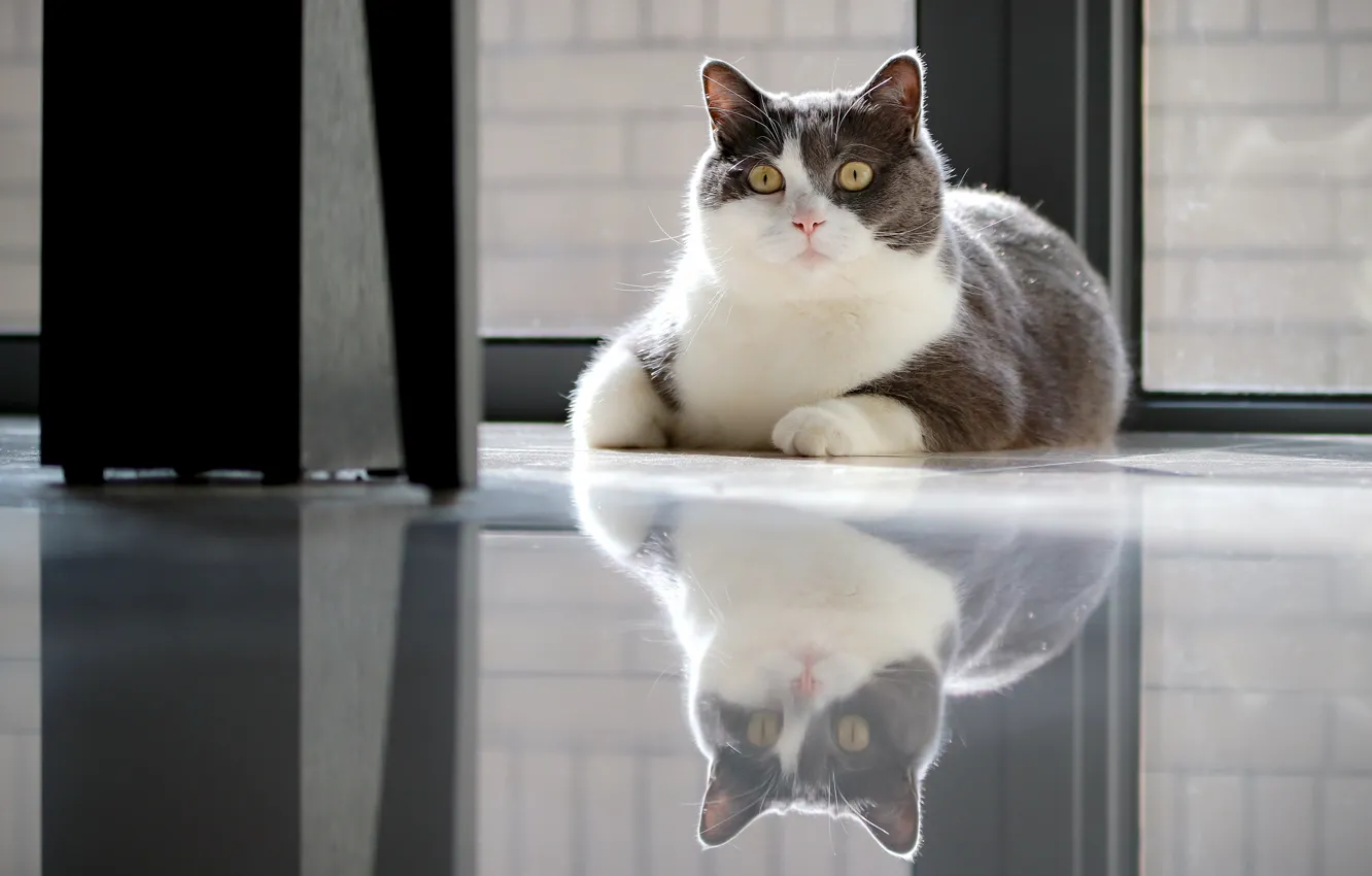 Фото обои кошка, кот, взгляд, морда, поза, отражение, серый, окно