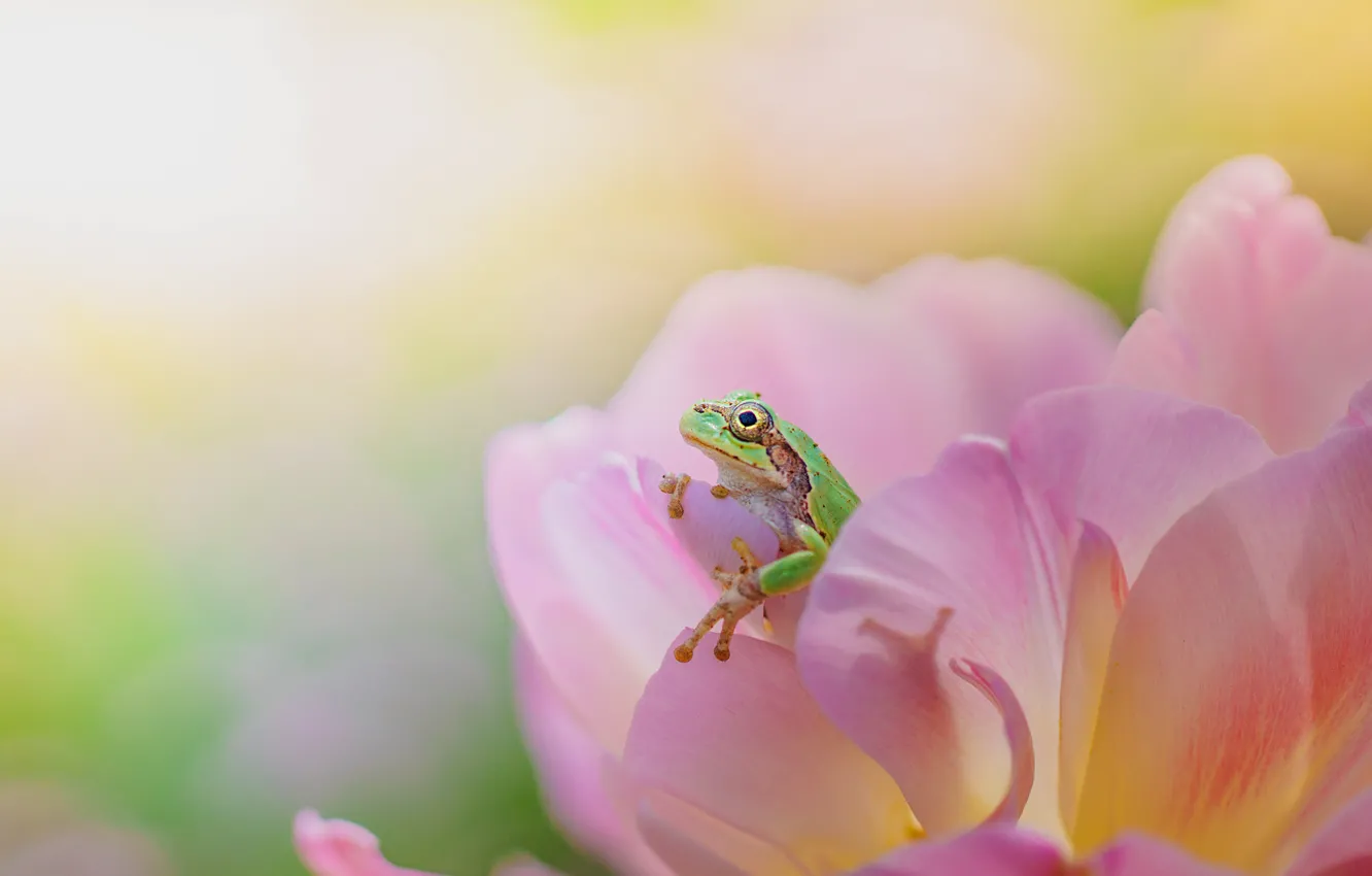 Фото обои цветок, макро, фон, розовый, тюльпан, лягушка, боке