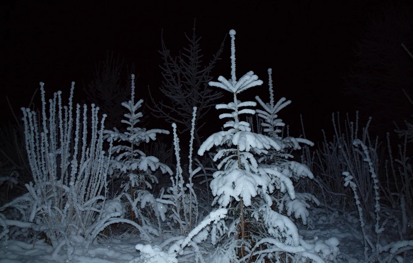 Фото обои зима, лес, свет, снег, ночь, ель