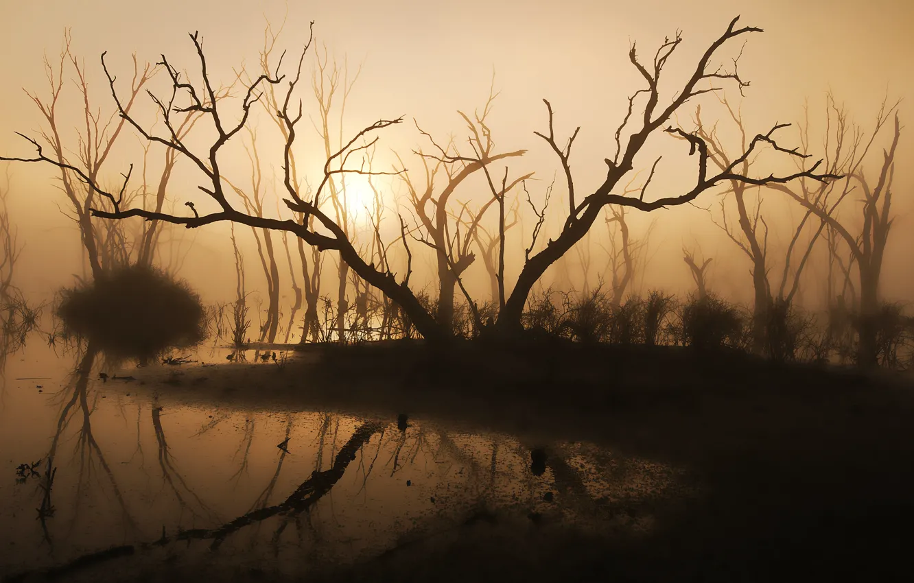 Фото обои деревья, туман, озеро, утро, силуэт, солнечный свет, коряги