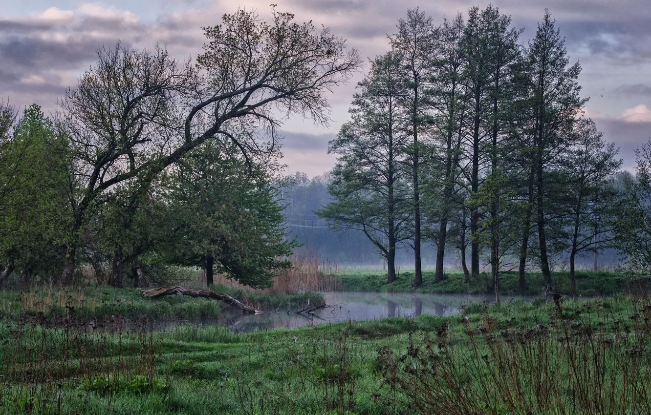 Фото обои деревья, природа, туман, утро