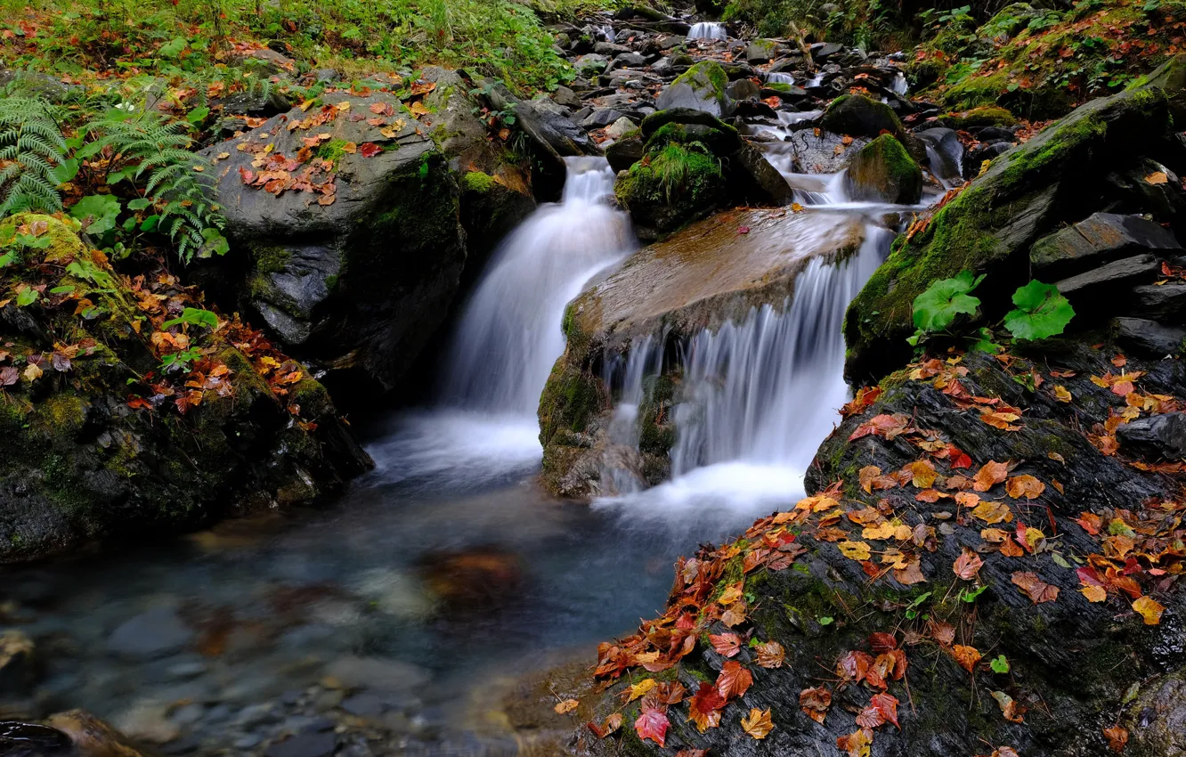 Фото обои лес, Поток, Водопад, Осень, Река, Листья