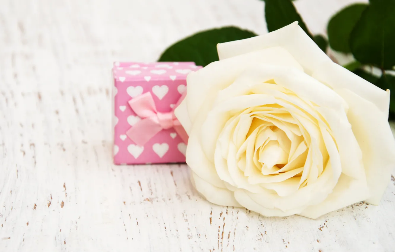 Фото обои подарок, роза, бутон, белая, Olena Rudo