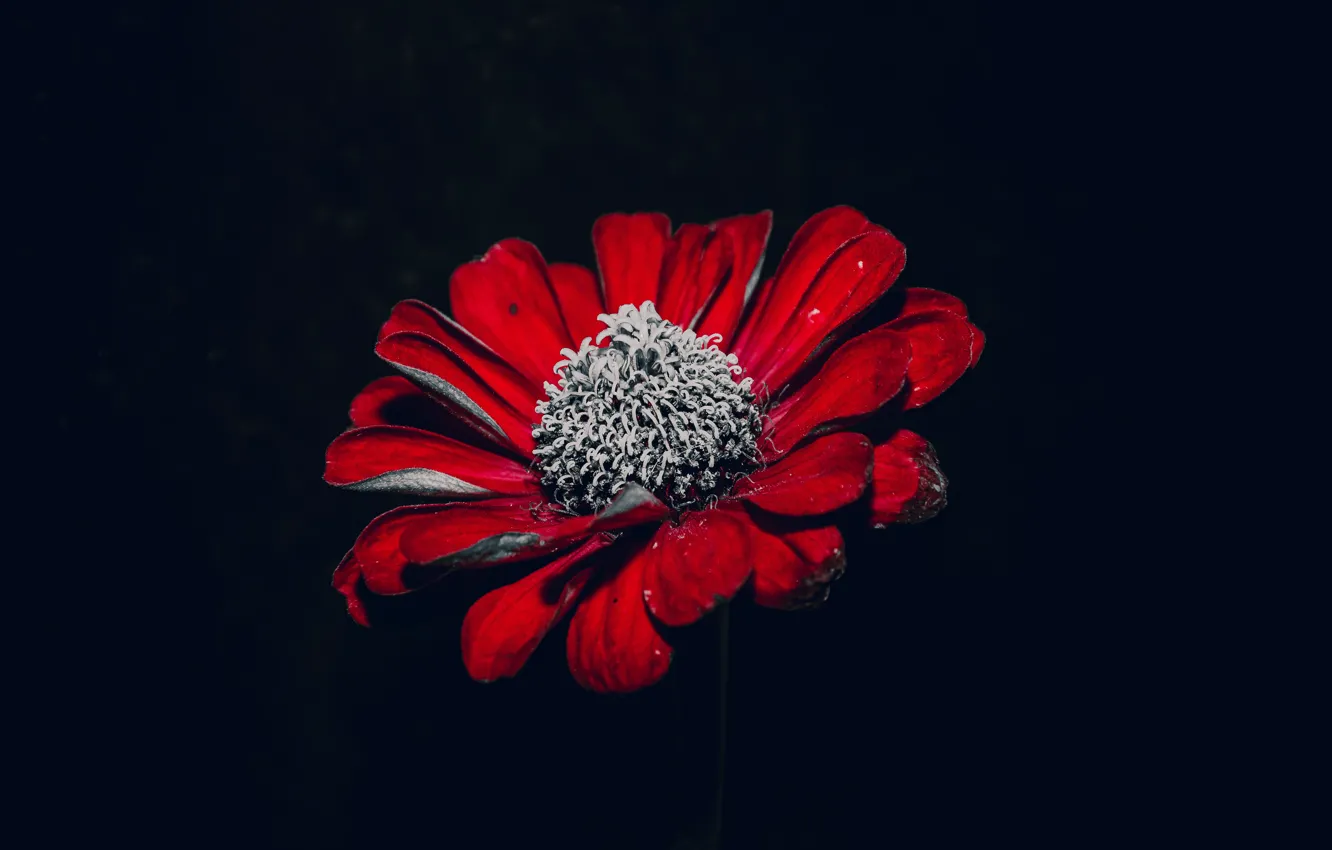 Фото обои цветок, природа, красный цветок, ростение, на черном фоне