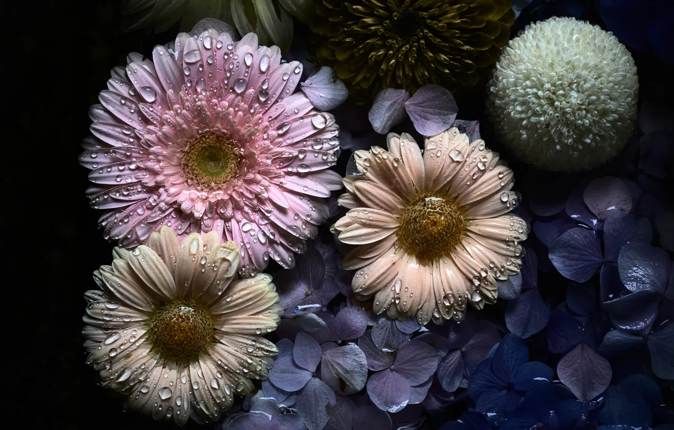 Фото обои капли, цветы, темный фон, розовые, герберы, хризантемы, сиреневые, гортензия