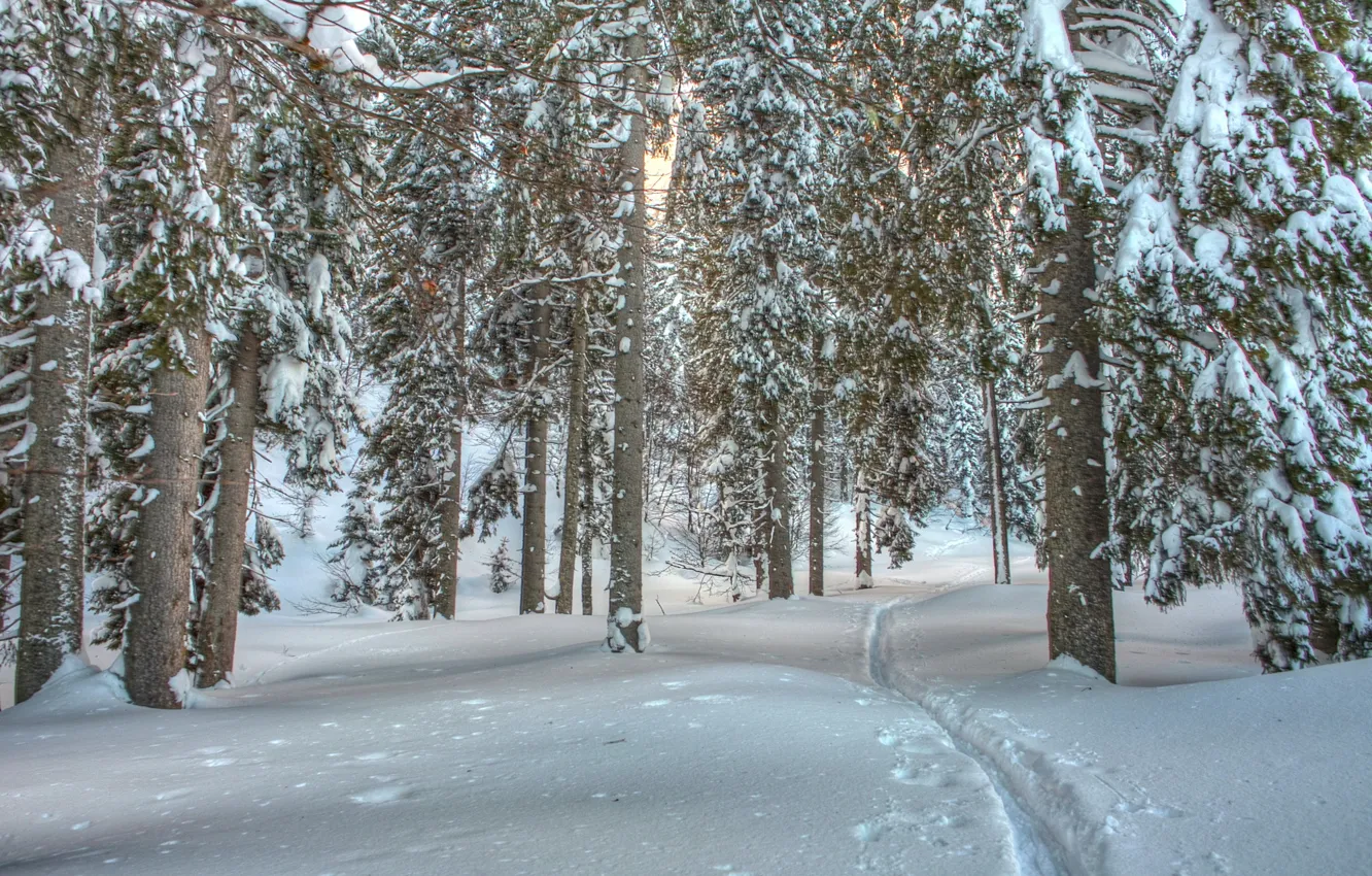 Фото обои зима, лес, снег, деревья, стволы, тропинка