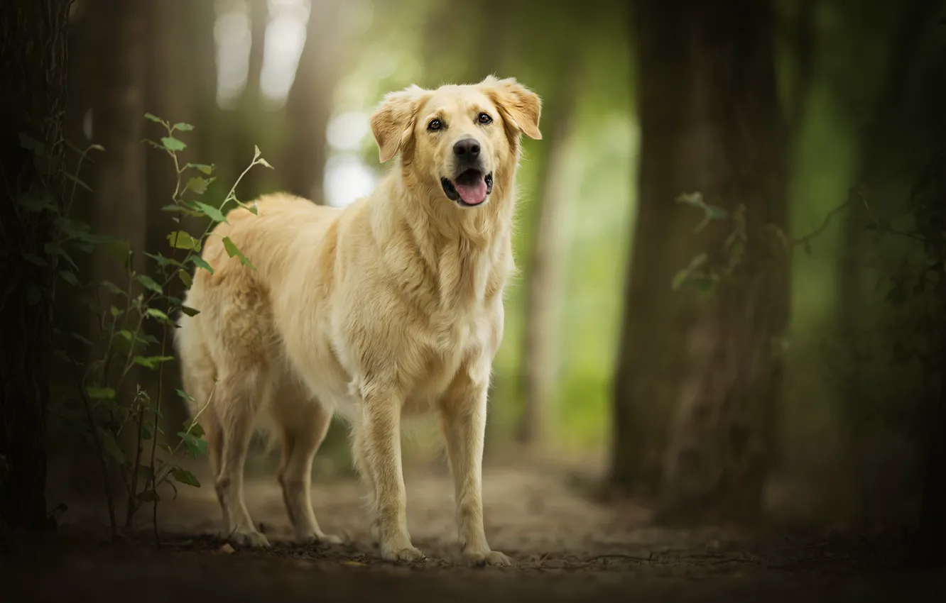Фото обои лес, друг, боке, Amara