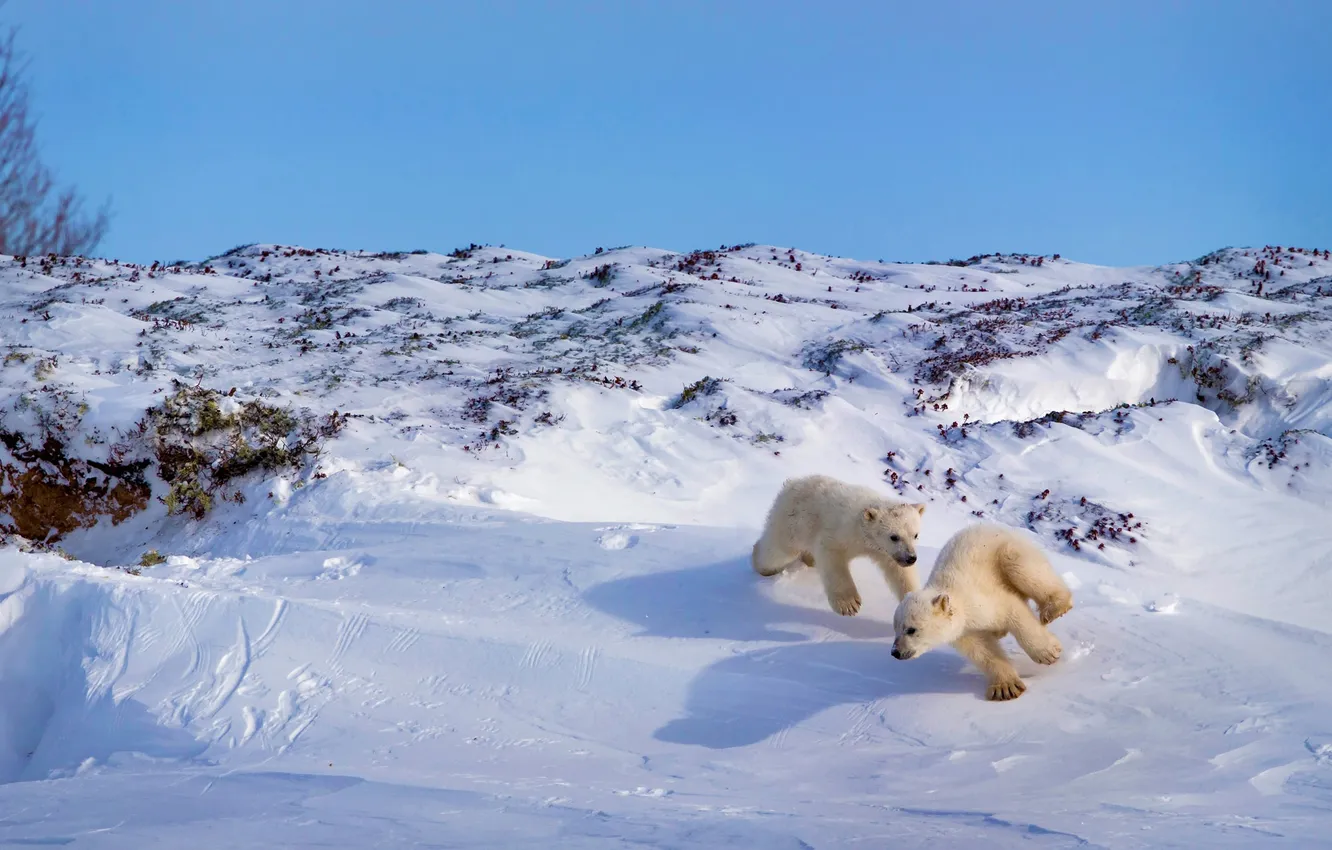 Фото обои игра, Канада, медвежата, белый медведь, Хадсон Бей