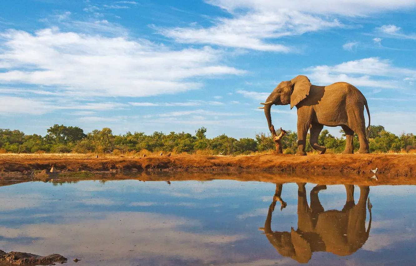 Фото обои water, elephant, savannah, mammal