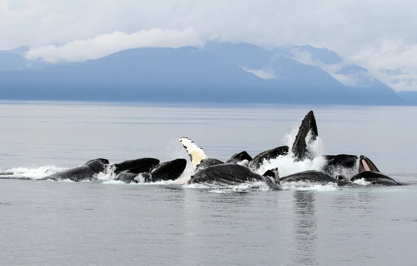 Фото обои горы, океан, Аляска, Горбатые киты