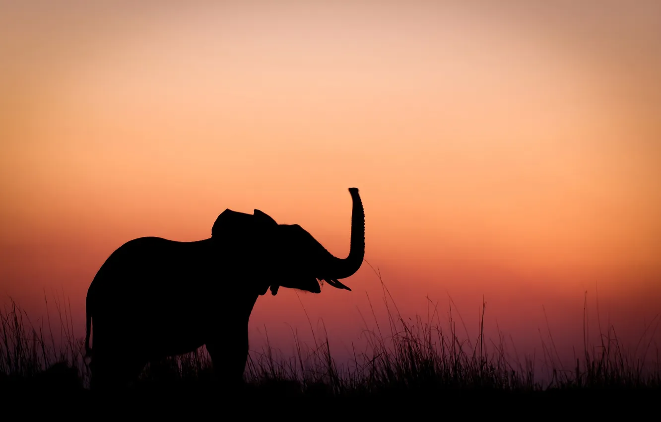 Фото обои закат, слон, вечер, силуэт, слоненок
