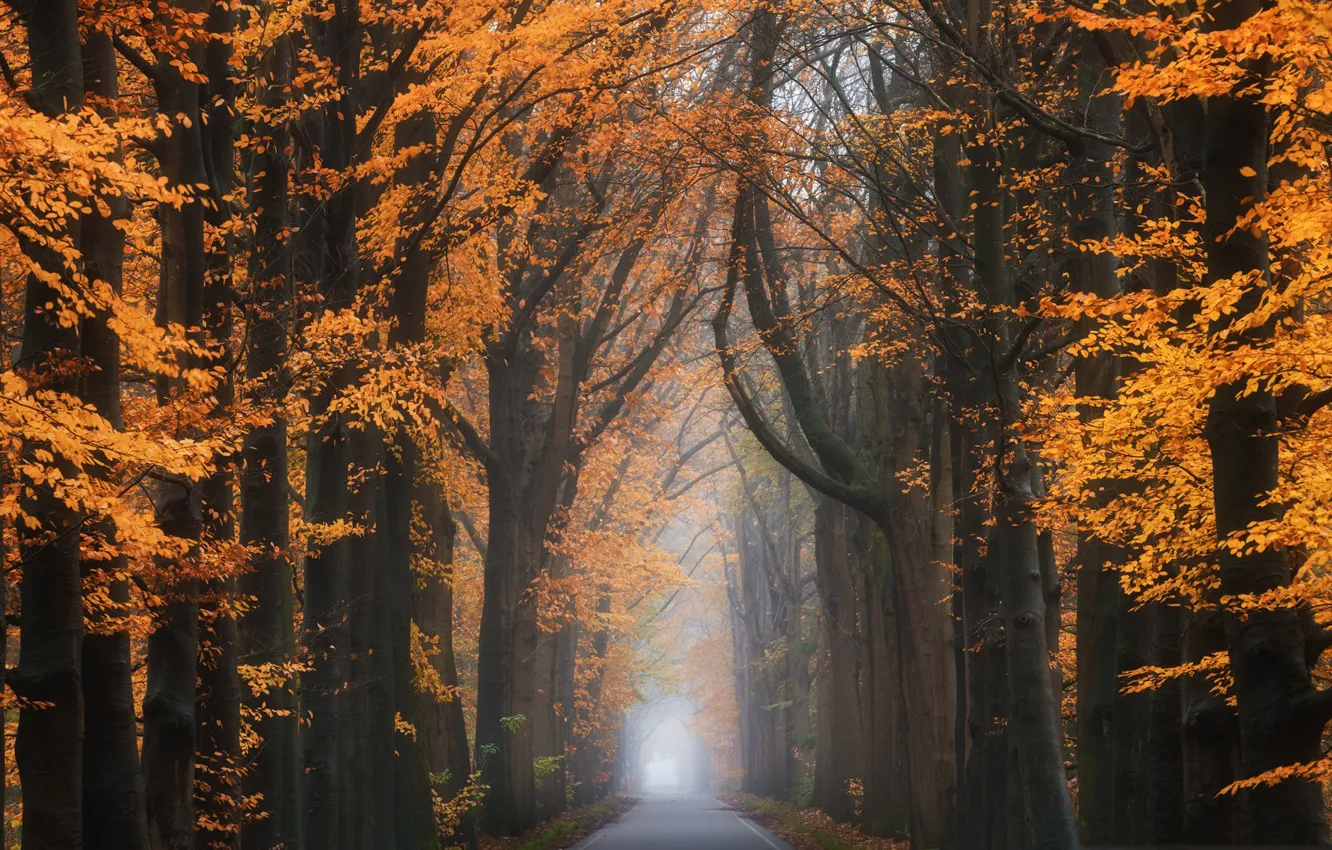 Фото обои дорога, осень, деревья, туман, тоннель