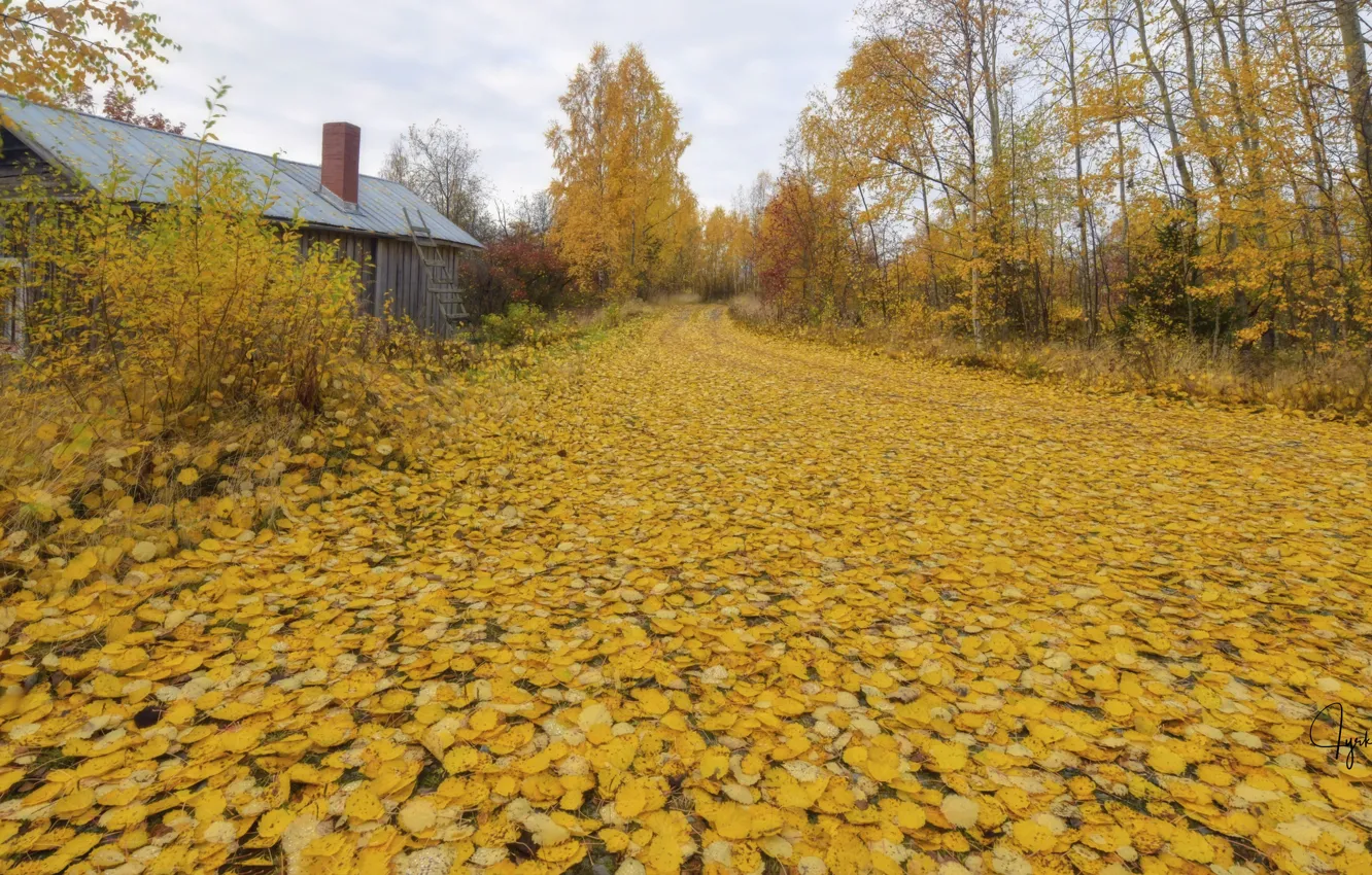 Фото обои дорога, осень, листья, дом