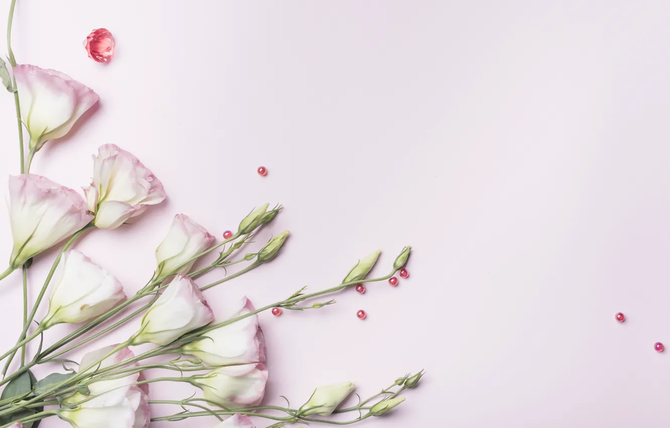 Фото обои фон, розовый, pink, flowers, эустома, eustoma