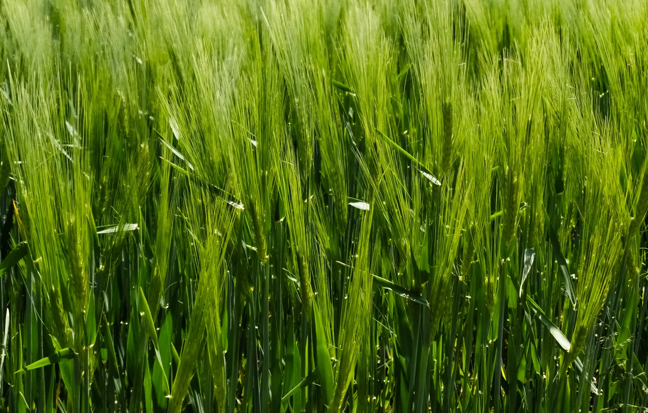 Фото обои Grass, Green, Summer, Meadow, Grain, Lush