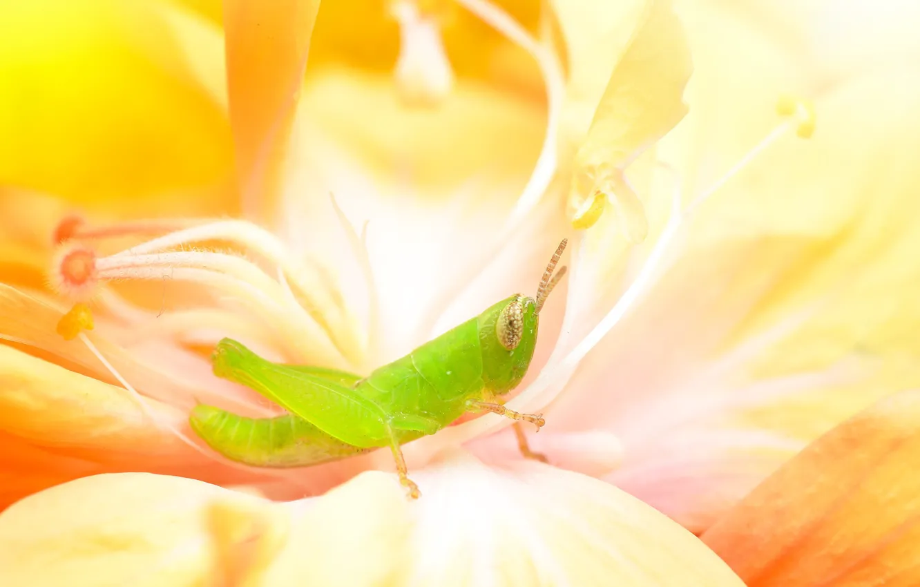 Фото обои animals, insect, grasshopper
