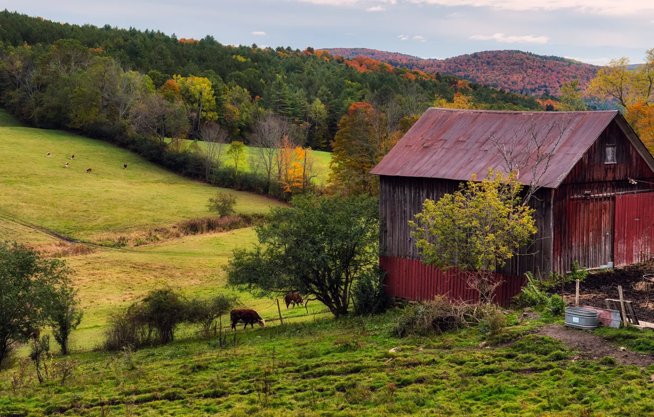Фото обои осень, лес, дом, холмы, коровы, склон, деревня, пастбище