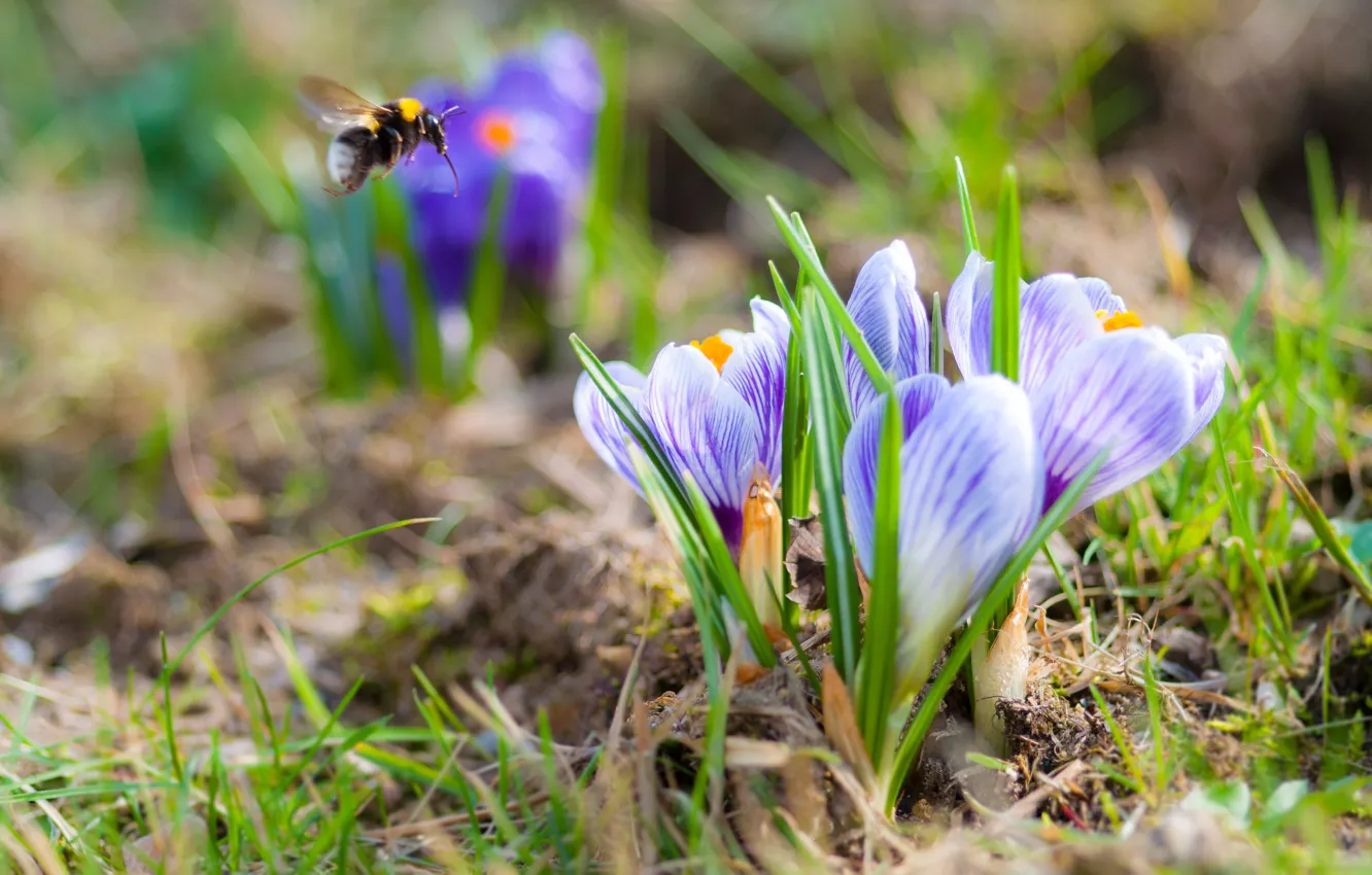 Фото обои природа, весна, крокусы, насекомое, шмель, боке, шафран