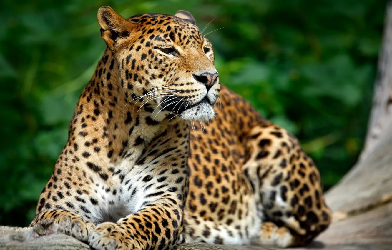 Фото обои leopard, animal, wildlife, big cat